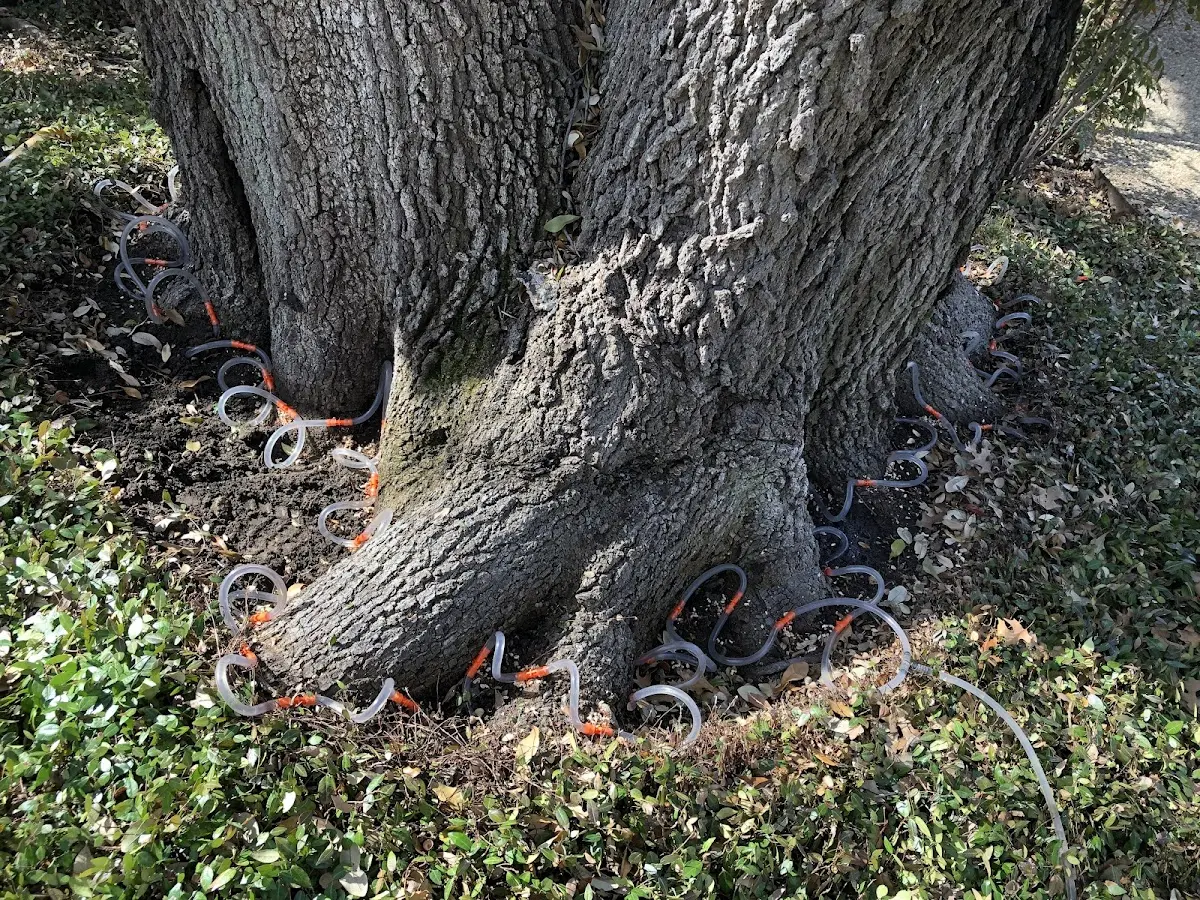 Detailed Tree Cabling and Bracing job site in Holland
