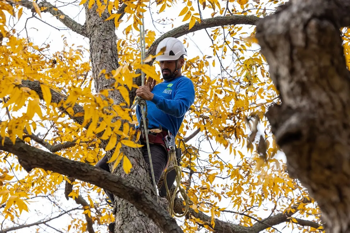 Skilled Storm Damage Cleanup crew working in Holland